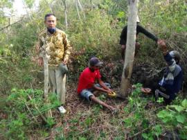 Tebang Kayu Persiapan rehab Masjid As Shuban Botolor