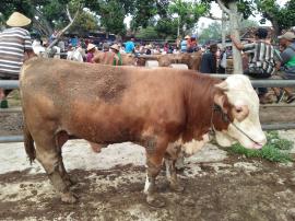 Selamat Hari Raya Idul Qurban