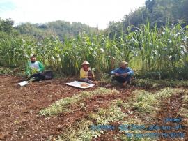 Berebut dengan Tikus Petani Kebut Panen Kacang