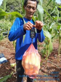 PCL BPS Kabupaten GUnungkidul melakukan Ubinan Jagung di Bulak Bendo