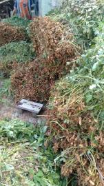 Dengan Sistem Tumpangsari, Petani Di Botodayaan Bisa Panen 3 Komoditas Pangan di Lahan yang Sama