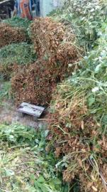 Musim Rejeki di Utara Karang, Petani Botodayaan Panen Kacang