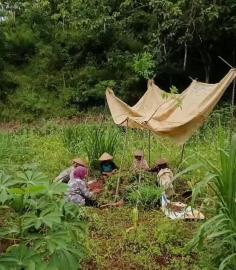 Panen Kacang Ramai-Ramai, Kebersamaan Terasa Nyata