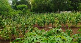 Pertanian Tumpangsari Dorong Kemandirian Pangan