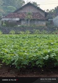 Lahan Pekarangan Dimanfaatkan, Kedelai Tumbuh Subur di Lingkungan Warga