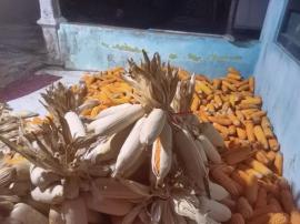 Jagung Warga Siap Dipasarkan Usai Proses Pascapanen