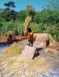 Tanpa Mesin, Tanpa Ribet: Pak Sukiran Tetap Setia Panen Cara Ndeso