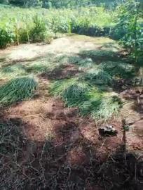 Musim Panen Tiba, Petani Panen Padi Bertahap