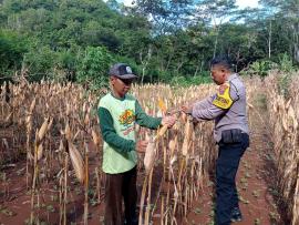 Panen Raya Jagung, Bhabinkamtibmas Turun Langsung Dampingi Petani