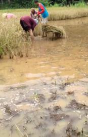 Tergenang Air, Petani Padukuhan Weru Nekat Panen Raya Padi