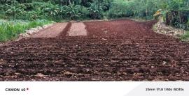 Persiapan Tanam MH II, Lahan Digarap Menggunakan Traktor