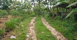 Pagi Indah nan Sejuk di Kampung Botodayaan