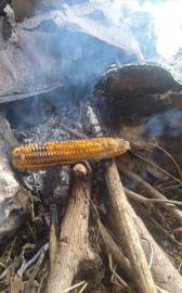 Bakar Jagung, Tradisi Lawas yang Tetap Lestari di Botodayaan