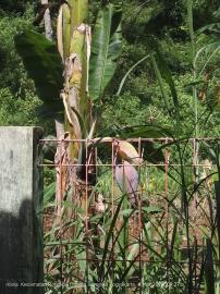 Dipangkas Tak Tumbang, Pisang Pak Sukim Malah Berbuah